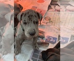 Small Photo #4 Great Dane Puppy For Sale in BOW, NH, USA