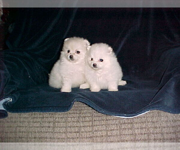 Medium Photo #4 Pomeranian Puppy For Sale in APPLE VALLEY, CA, USA