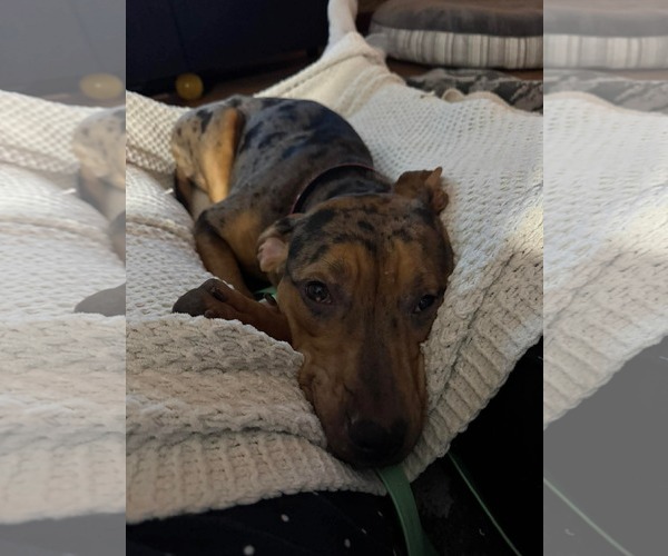 Medium Photo #10 Catahoula Bulldog Puppy For Sale in Oro Medonte, Ontario, Canada