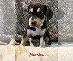 Small Photo #4 Labbe Puppy For Sale in Anchorage, AK, USA