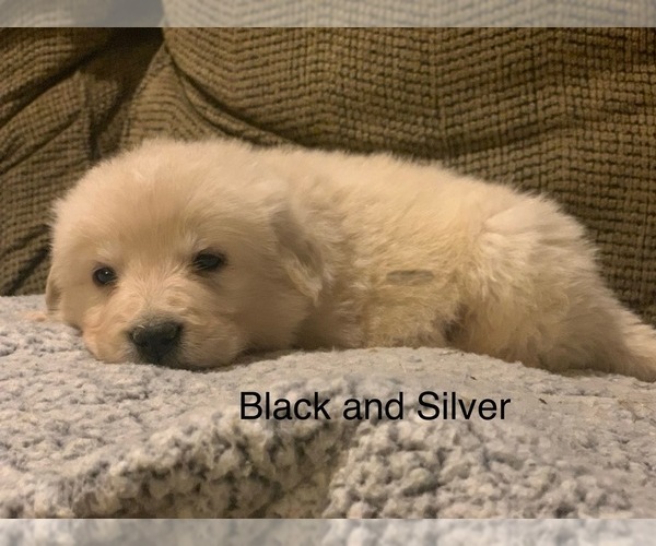 Medium Photo #17 Pyredoodle Puppy For Sale in MARION, IN, USA