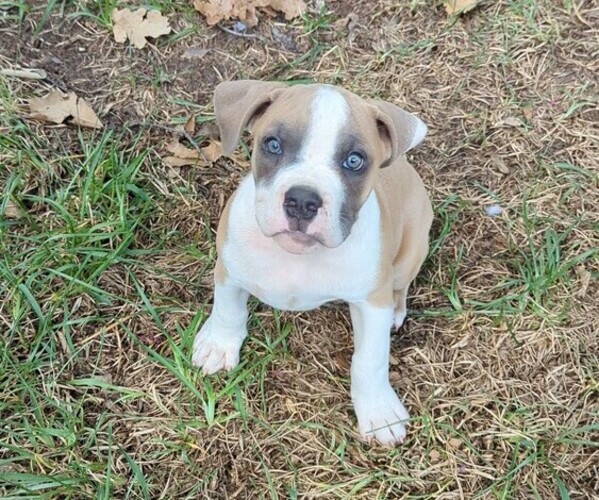 Medium Photo #1 Olde English Bulldogge Puppy For Sale in AUSTIN, TX, USA