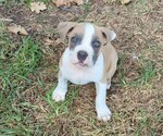 Puppy Keno Olde English Bulldogge