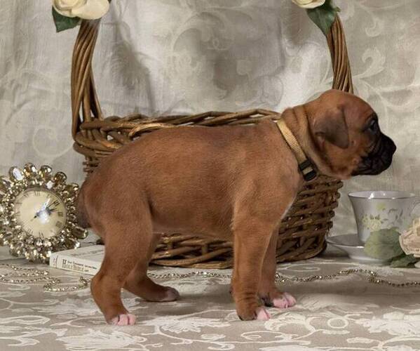 Medium Photo #6 Boxer Puppy For Sale in FONTANA, CA, USA