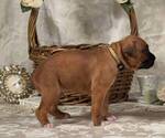 Small #5 Boxer