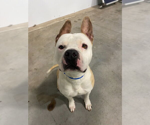 Medium Photo #1 Mutt Puppy For Sale in Salt Lake City, UT, USA