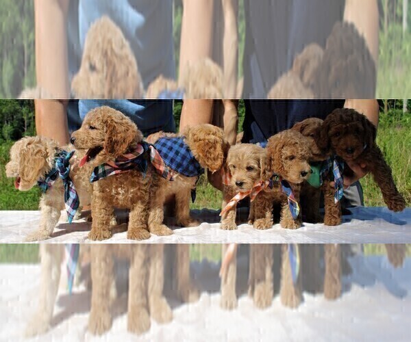 Medium Photo #10 Goldendoodle Puppy For Sale in TIMBERLAKE, NC, USA