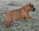 Small Photo #6 Boxer Puppy For Sale in KELLY, KS, USA