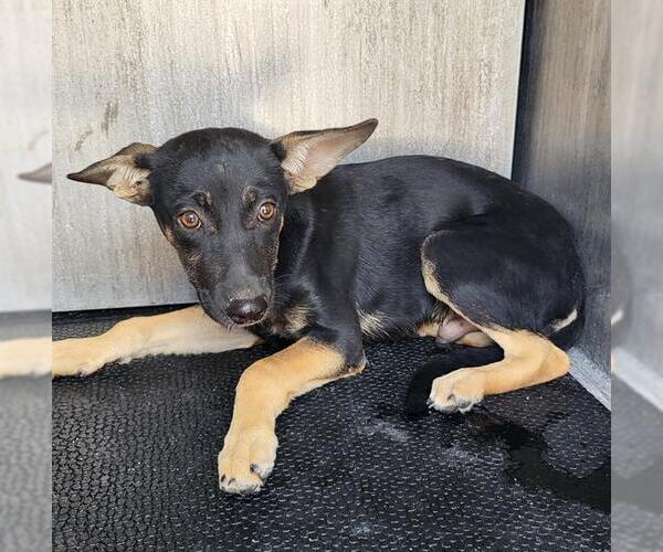 Medium Photo #1 German Shepherd Dog-Unknown Mix Puppy For Sale in San Antonio, TX, USA