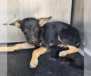 German Shepherd Dog-Unknown Mix Dogs for adoption in San Antonio, TX, USA