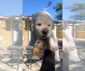 Labrador Retriever Puppy for sale in INGLEWOOD, CA, USA