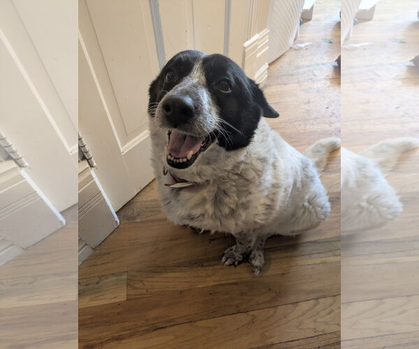 Medium Photo #3 Border Collie-Unknown Mix Puppy For Sale in Sandy, UT, USA