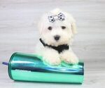 Small Photo #15 Maltese Puppy For Sale in LAS VEGAS, NV, USA