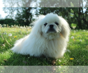 Pekingese Puppy for sale in JOICE, IA, USA