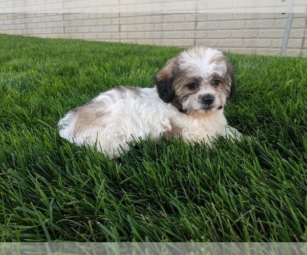 Medium Photo #3 Zuchon Puppy For Sale in FREDERICKSBURG, OH, USA