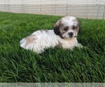Small Photo #3 Zuchon Puppy For Sale in FREDERICKSBURG, OH, USA