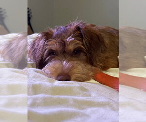 Simba - Male Mutt Dog for Adoption - Photo #4
