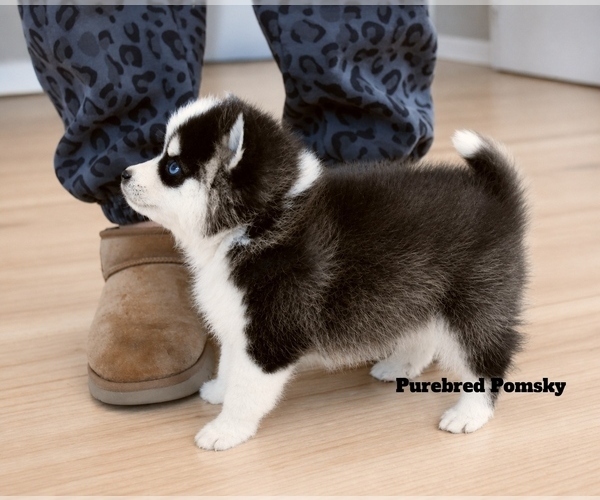 Medium Photo #4 Pomsky Puppy For Sale in KANSAS CITY, MO, USA