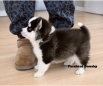 Small #3 Pomsky