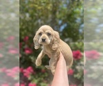 Puppy 5 Cocker Spaniel