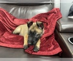 Small Photo #60 Belgian Malinois Puppy For Sale in REESEVILLE, WI, USA