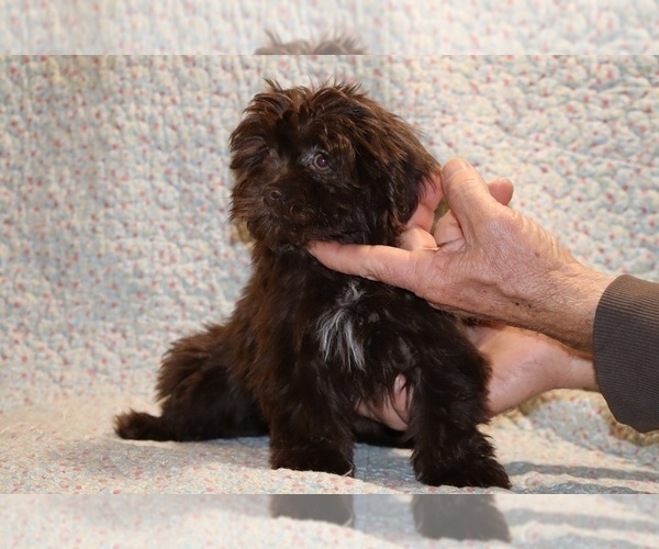 Medium Photo #9 Shih Tzu Puppy For Sale in DYERSBURG, TN, USA