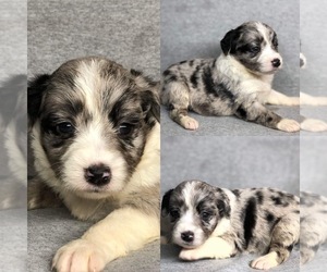 Aussiedoodle Puppy for sale in BROOKER, FL, USA