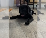 Small #6 Labrador Retriever