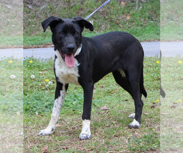 Medium Photo #2 Labrador Retriever-Unknown Mix Puppy For Sale in Prattville, AL, USA