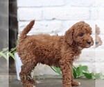Small Photo #4 Goldendoodle (Miniature) Puppy For Sale in NARVON, PA, USA