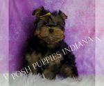 Small #3 Yorkshire Terrier