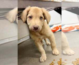 Anatolian Shepherd-Golden Retriever Mix Dogs for adoption in Cave Creek, AZ, USA