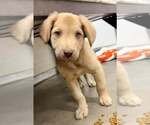 Wink - Female Anatolian Shepherd-Golden Retriever Mix Dog for Adoption - Small photo