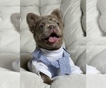 Small #1 French Bulldog