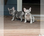 Small Photo #1 French Bulldog Puppy For Sale in GIG HARBOR, WA, USA