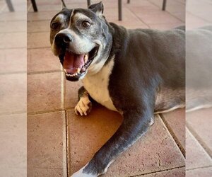 Marni - Female Boxer-Unknown Mix Dog for Adoption - Photo #3