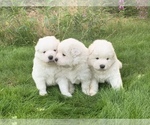 Small Photo #11 Samoyed Puppy For Sale in WASILLA, AK, USA