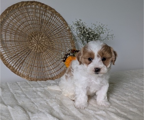 Medium Photo #2 Poovanese Puppy For Sale in GOSHEN, IN, USA