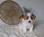 Small Photo #14 Poovanese Puppy For Sale in GOSHEN, IN, USA