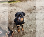 Small Photo #1 Rottweiler Puppy For Sale in OLYMPIA, WA, USA