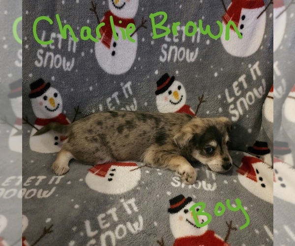 Medium Photo #7 Chizer Puppy For Sale in MONTEZUMA, GA, USA