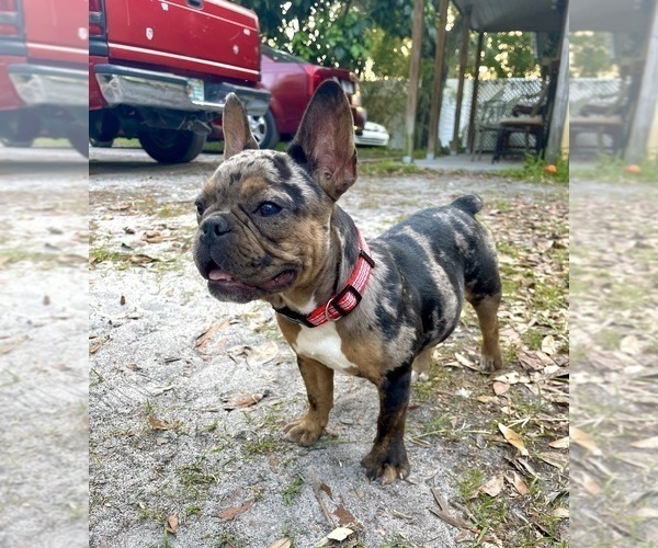 Medium Photo #13 French Bulldog-Rat Terrier Mix Puppy For Sale in BROOKSVILLE, FL, USA
