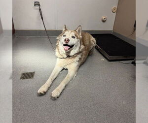 Siberian Husky Dogs for adoption in Rancho Cucamonga, CA, USA