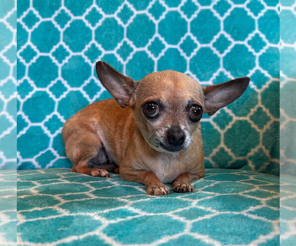 Medium Photo #3 Chihuahua-Unknown Mix Puppy For Sale in Pacolet, SC, USA