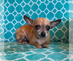 Small #2 Chihuahua Mix