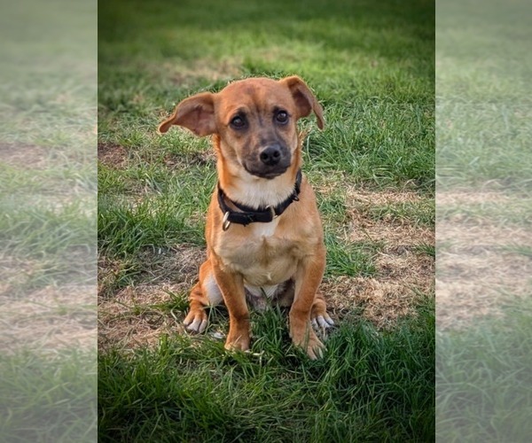 Medium Photo #3 Chihuahua-Tibetan Spaniel Mix Puppy For Sale in Brooklyn Center, MN, USA