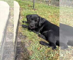 Labrador Retriever-Unknown Mix Dogs for adoption in Royal Palm Beach, FL, USA