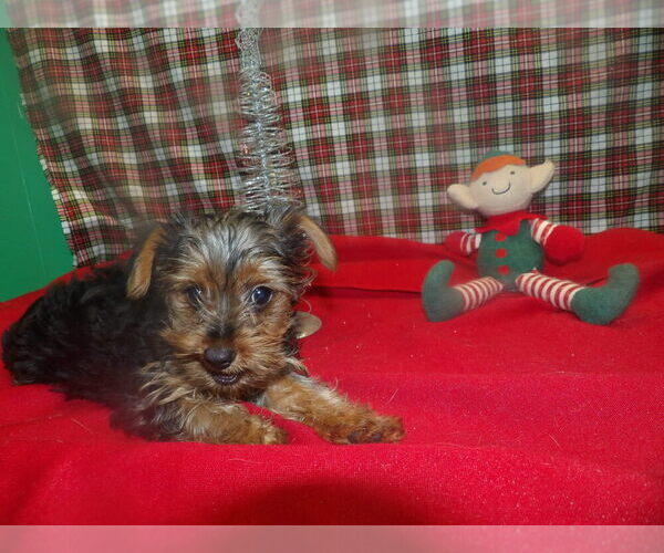 Medium Photo #4 Yorkshire Terrier Puppy For Sale in PATERSON, NJ, USA
