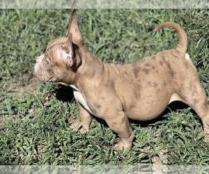 American Bully Litter for sale in DERRY, NH, USA
