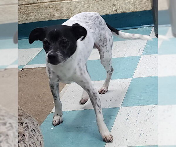 Medium Photo #2 Rat Terrier-Unknown Mix Puppy For Sale in Wetumpka, AL, USA